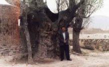 درخت نارون کنار منطقۀ باستانی روستای کوته‌مهر